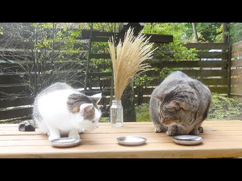 お月見会をしていたら何かを感じ取ったはな。-Hana sensed something at the moon viewing party.-