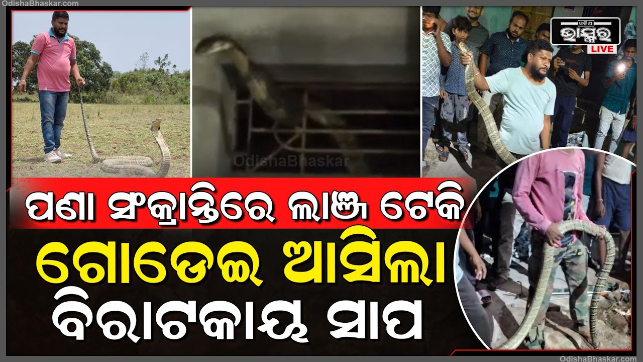 ପଣା ସଂକ୍ରାନ୍ତିରେ ଗର୍ଜିଲା ବିରାଟକାୟ ଅଦ୍ଭୁତ ସାପ, ଲାଞ୍ଜ ଟେକି ଠିଆ ହେଲା, ଜିଭ କାଢି ଗୋଡ଼େଇଲା ଲୋକଙ୍କୁ