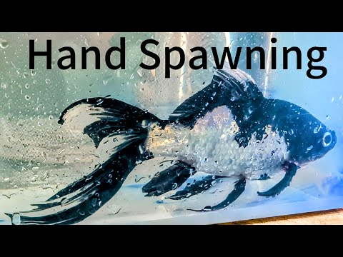 Highest Quality Shubunkin Goldfish Selected for Br #mychannel #shubunkin #goldfishbreeding #handspawning #support
#howtohandspawn
#highquality 
Hi ther