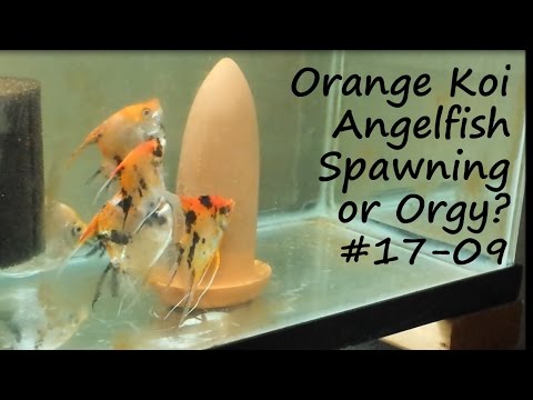 Orange Koi Spawning or Orgy #17-09 After I went to bleach out a jar to pull a spawn in the Orange Koi tank, I came back to an orgy...lo