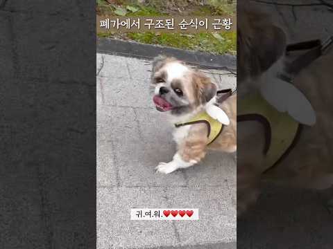 폐가에서 구조된 유기견 순식이의 근황