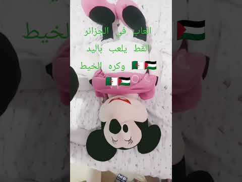 قط لطيف يريد ان يلعب هل اشتركت في القناه واكتب  واكتب في التعليقات الجزائر