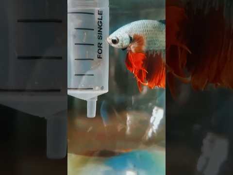 This Betta Fish Will Shock You! Watch Till The End 😱🐟.#bettafishtank #bettafish #shorts