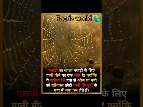 The spider's web is only for water drinking🤯#facts #shorts