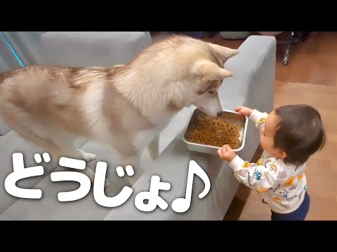 大型犬2匹のお世話を完璧にマスターした１歳児の行動が凄すぎました・・・