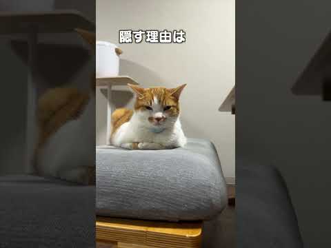 猫の動画サムネイル - 「絶対何か隠してる」猫あるあるソング