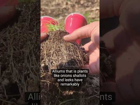 How to Plant Onions #shorts #heirloomseeds #growingonions
#organicgardening #motherearthnews