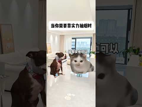 猫の動画サムネイル - 当你需要靠实力抽烟时#有趣 #猫meme #猫meme剧场 #猫meme小剧场 #内容过于真实  #故事 #貓 #猫猫meme小剧场 #喵不可言