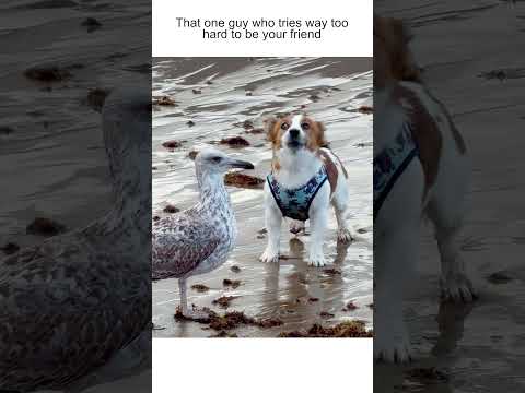Jack Russell Puppy Tries To Make Friends With Seagull On Beach