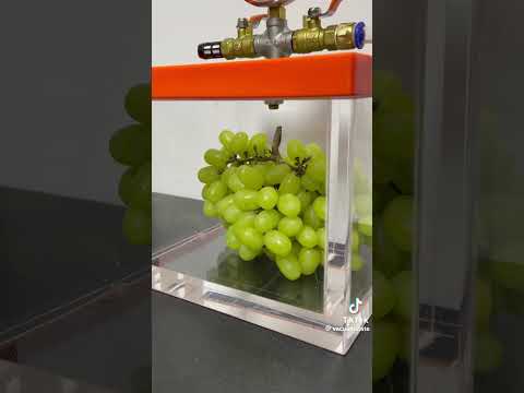 Nho hút chân không