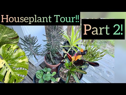 Houseplant Tour Part 2! Propagations, Quarantine,  Welcome to Part 2! In Part 1 we covered 64 different houseplants in my Plant Room. Today I’m takin