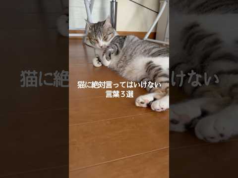 猫の動画サムネイル - 猫に絶対言ってはいけない言葉3選 #猫 #ねこ #猫のいる暮らし #ねこのいる生活 #猫との暮らし #保護猫 #猫好きさんと繋がりたい #猫動画 #猫のいる生活 VOICEVOX:ずんだもん