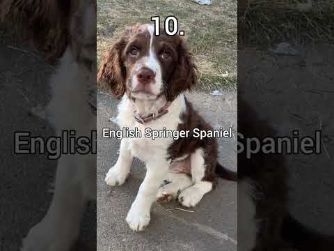 PART 1 of #top10 #dogbreed #dogshorts