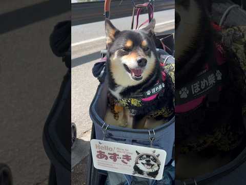 賀茂川異犬種交流【ポメ柴】 #シーズー犬 #柴犬　#ポメ柴