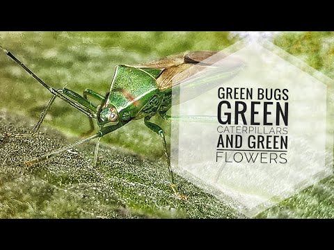 Green Insects, Green Caterpillar  and Green Flowers