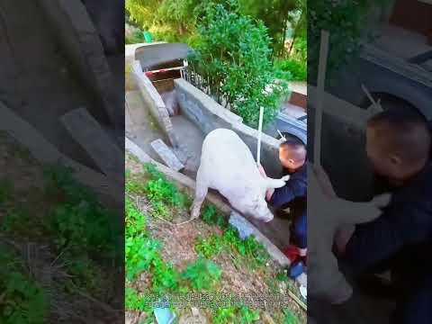 돼지가 사타구니 사이로 도망침 🐷😂 그물 같은 몸놀림