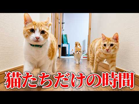 子猫たちが先輩猫に遊んでもらっていたので隠しカメラを置いてみたら…。微笑ましすぎて口角がぶち上がりましたwww