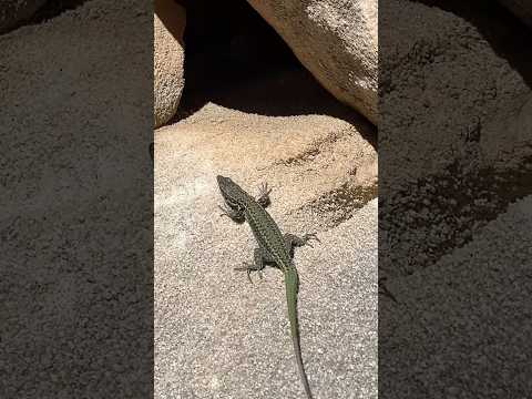 Lacerta Viridis - fast green lizard #lizard #spain #lacertaviridis #mountains #rock #animals #pets