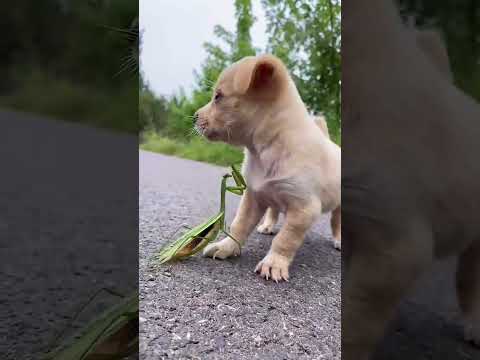 Dog #cute #adorably #pets