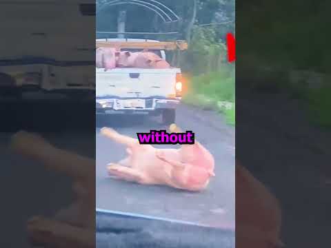 The Pig's Life Changed Forever😨🥲
