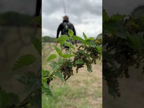 It’s almost that time to target pike! I really can’t wait to throw some flies! #foryou #shorts #fish