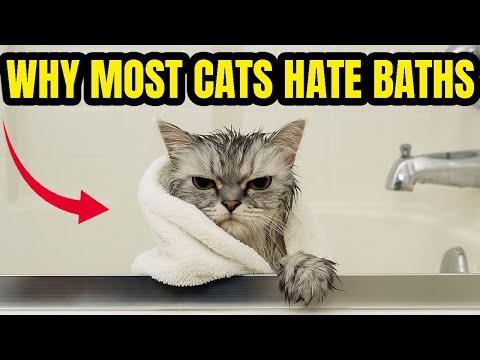 Why Most Cats Hate Baths (and It’s Not Just About Water)