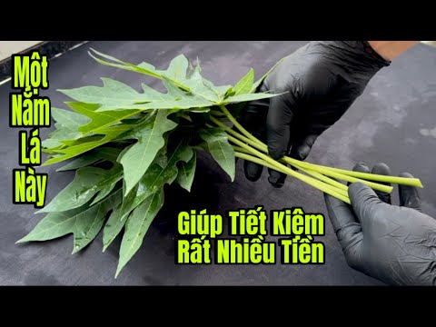 Một Nắm Lá Đu Đủ / Nó Sẽ Tạo Bất Ngờ / Giúp Tôi Tiết Kiệm Rất Nhiều Tiền