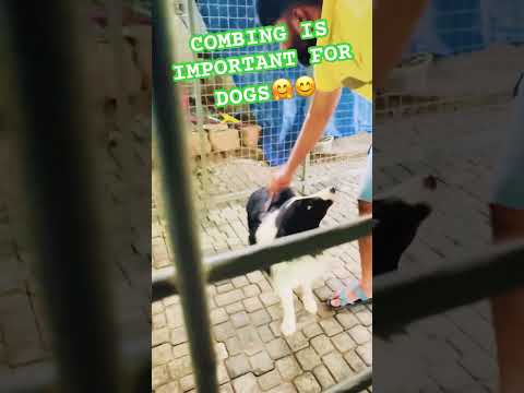 Combing is essential for dogs😊🤗 #pets #puppy #love #bordercollie #dog#husky