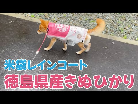 梅雨の日に可愛いレインコートゲットしました柴犬小夏 米袋徳島県産きぬひめ