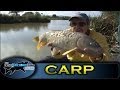 Float fishing for carp with cat food bait Series 1 Episode 4