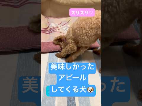【トイプードル】ご飯おいしかったｽﾘｽﾘ【ごはん】 #トイプードル #トイプー #癒し #犬のいる生活 #toypoodle #プードル #可愛い #犬のいる暮らし