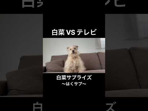 愛犬に白菜サプライズ! テリア