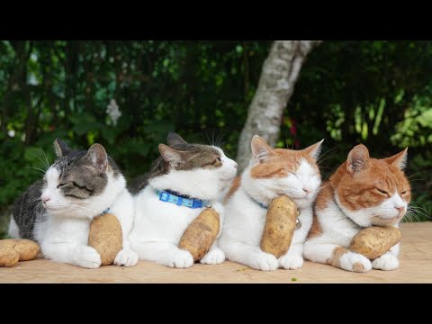 のせ猫とメークインジャガイモの癒し動画をご紹介 サムネイル