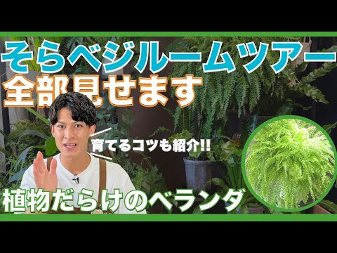 【ベランダが森に!?】植物系YouTuberのリアル｜1年でこうなった前編🌿