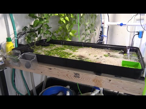 6 Month Update - Live Blackworm Culture - Long Ter Let's take a look at the giant live blackworm culture after 6 months of growth. It has turned into a