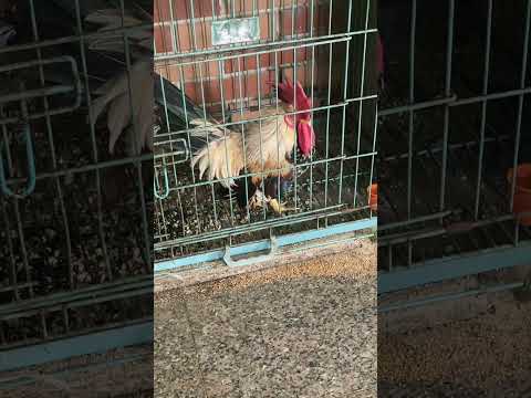 Con gà _ chicken #viral #cartoon #funny #nhacthieunhi #nhacthieunhivuinhon