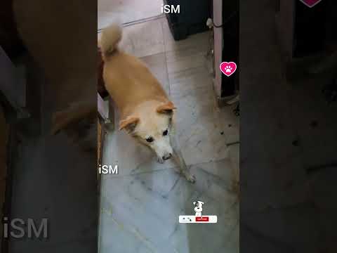 ఇప్పుడు ఫుడ్ స్టైల్ మారింది #dog #pets #animals #telugu #trending #viralvideos #youtubeshorts