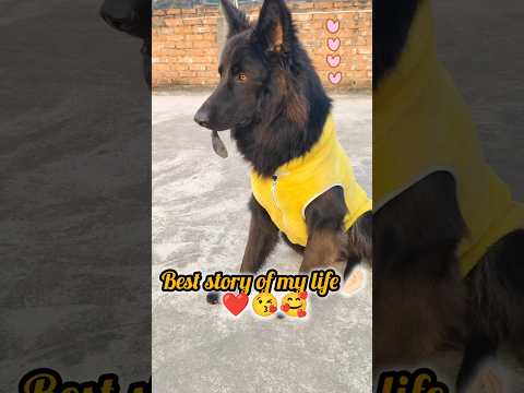 best story of my life🤌🏻😍#shorts #shortvideo #doglove #viral #viralvideo #shera #germanshepherd #gsd
