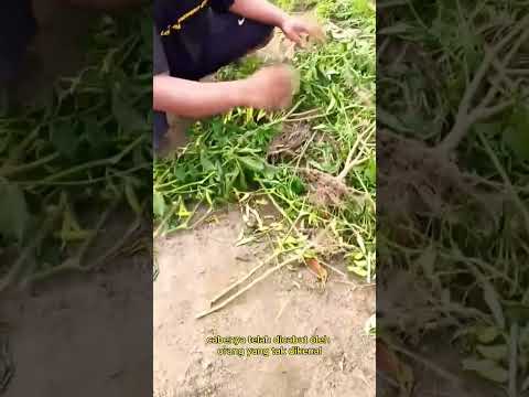 petani marah #shorts #budidayatanaman #farming #cabai #vegetables #plants #viral #garden #gagalpanen