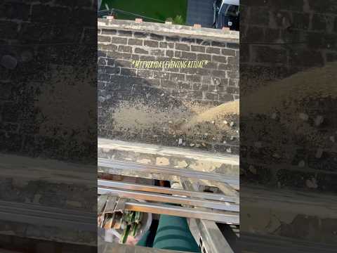 A Evening of Nature Lover *Asmr edition*🌿🪴🕊️ #shorts #ytshorts #nature #naturelovers #asmr