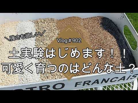 【Vlog902】【多肉植物】土実験始めます!強く可愛く育つのはどんな土?【プラグトレーに植え付け】