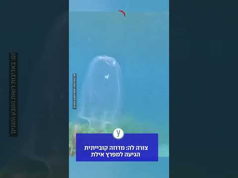 צורה לה: מדוזה קובייתית הגיעה למפרץ אילת