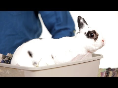 8 Common Myths about Rabbits | Pet Rabbits - UCSpVHeDGr9UbREhRca0qwsA