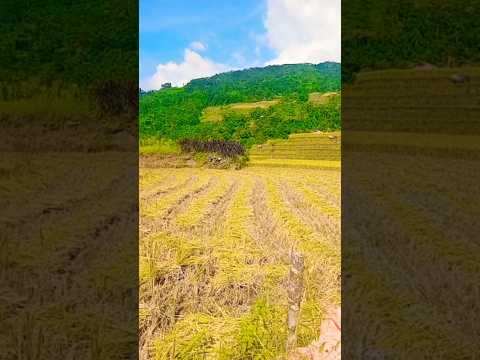 Van Lý Sầu:mua gặt lúa vùng cao #studio