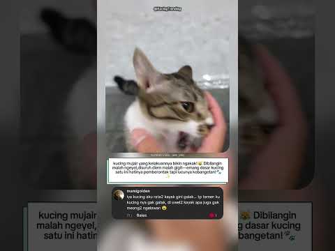 “Kucing Mujair, Dibilangin Nggak Mau, Malah Ngelawan! 😹”