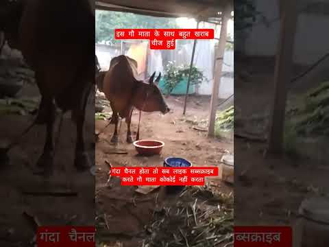इस गौ माता के साथ बहुत खराब चीज हुई #100millon #cow #motivation #13million #gaumata #motivational