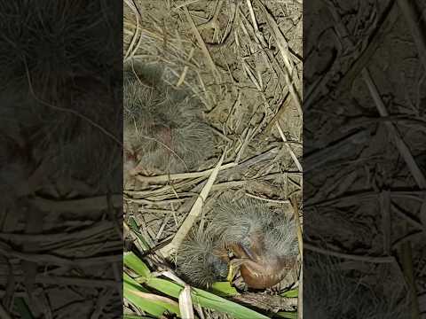 Pipit bird cute babies (p 1) #shorts
