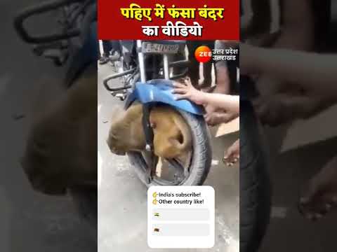 बंदर की दर्दनाक मौत😱||#news#viral#2025 #utterkhand#up#fyp#india