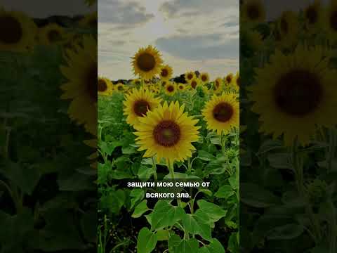 👆 Примите благую весть👆 #shorts #short #господь #shortvideo