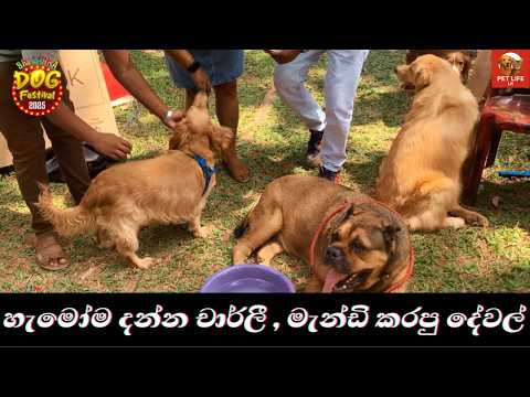 Facebook එකේ famous Pawtopia “පෝව්ටෝපියා” සෙට් එක | Charlie and Mandy 